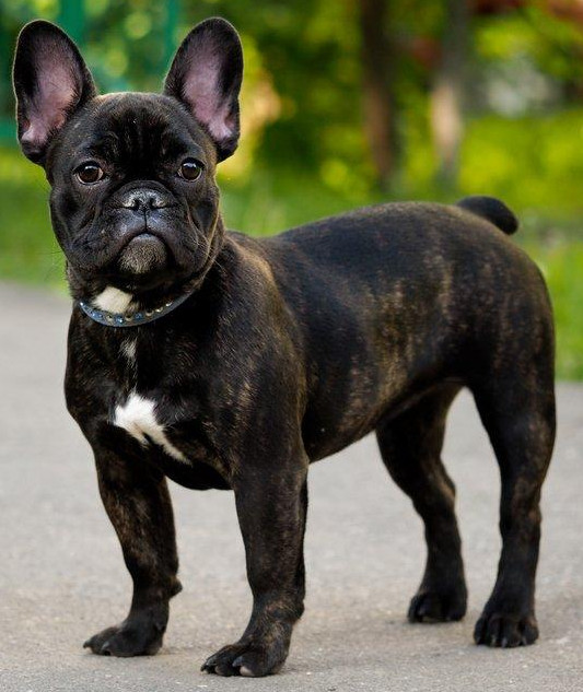 Dog breeds in the UK - Here are the most popular UK breeds - Your ...