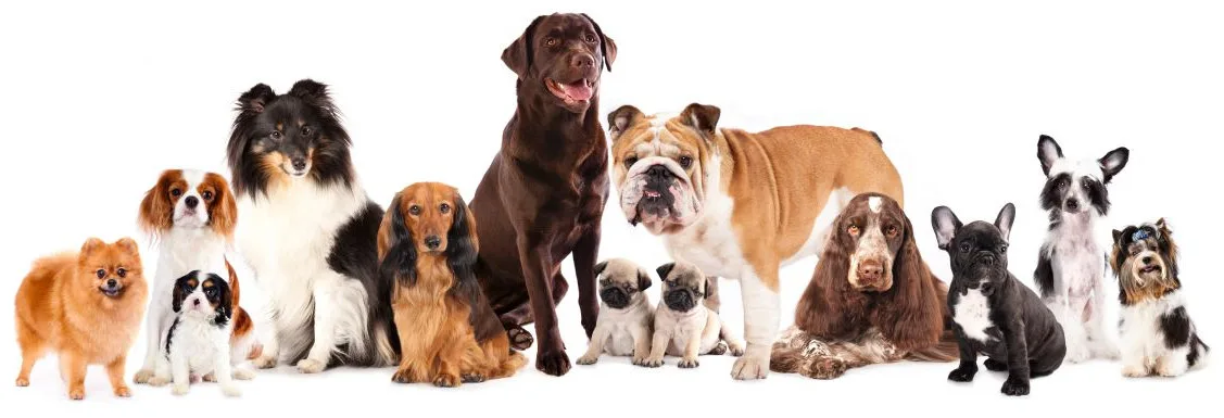First time dog owner? - Here are the best first time breeds - Your ...